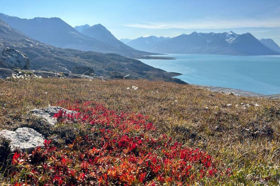 Greenland flora and fauna