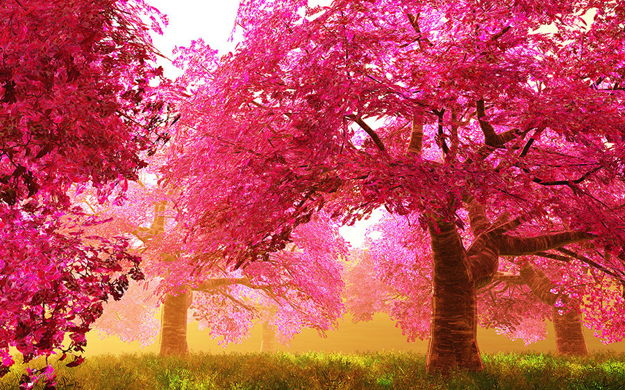 Japan Cherry Blossom