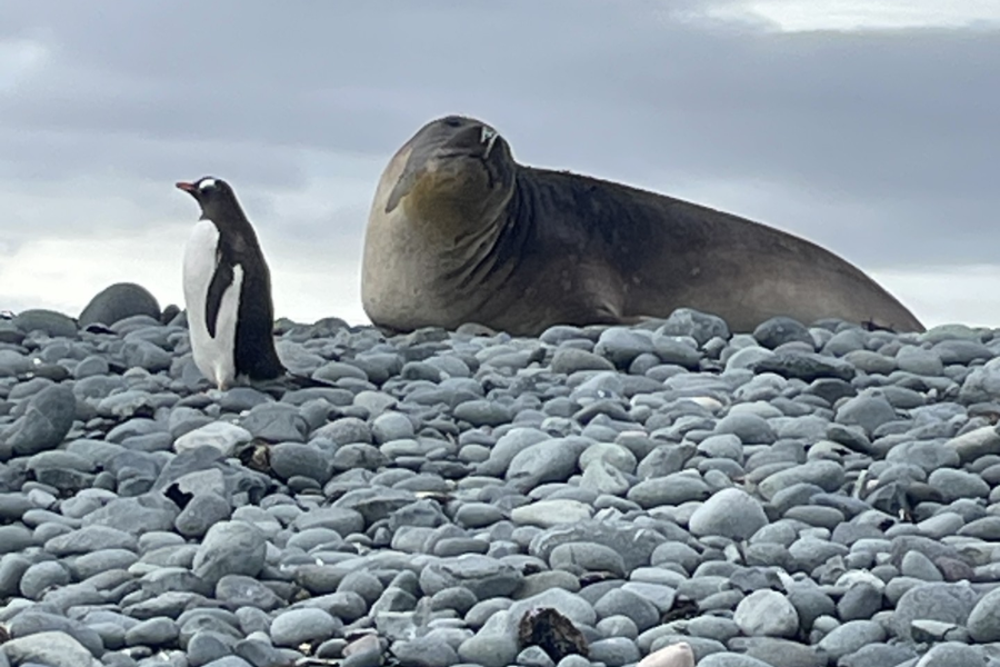 antarctica-wildlife