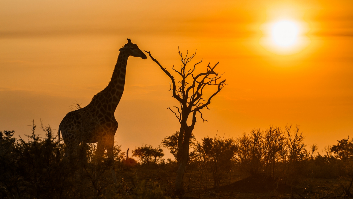 Kruger national park