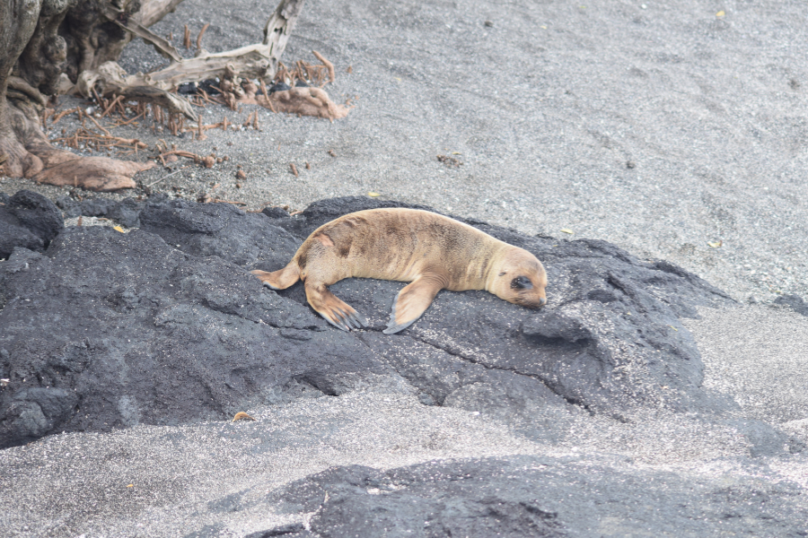 sea-lion