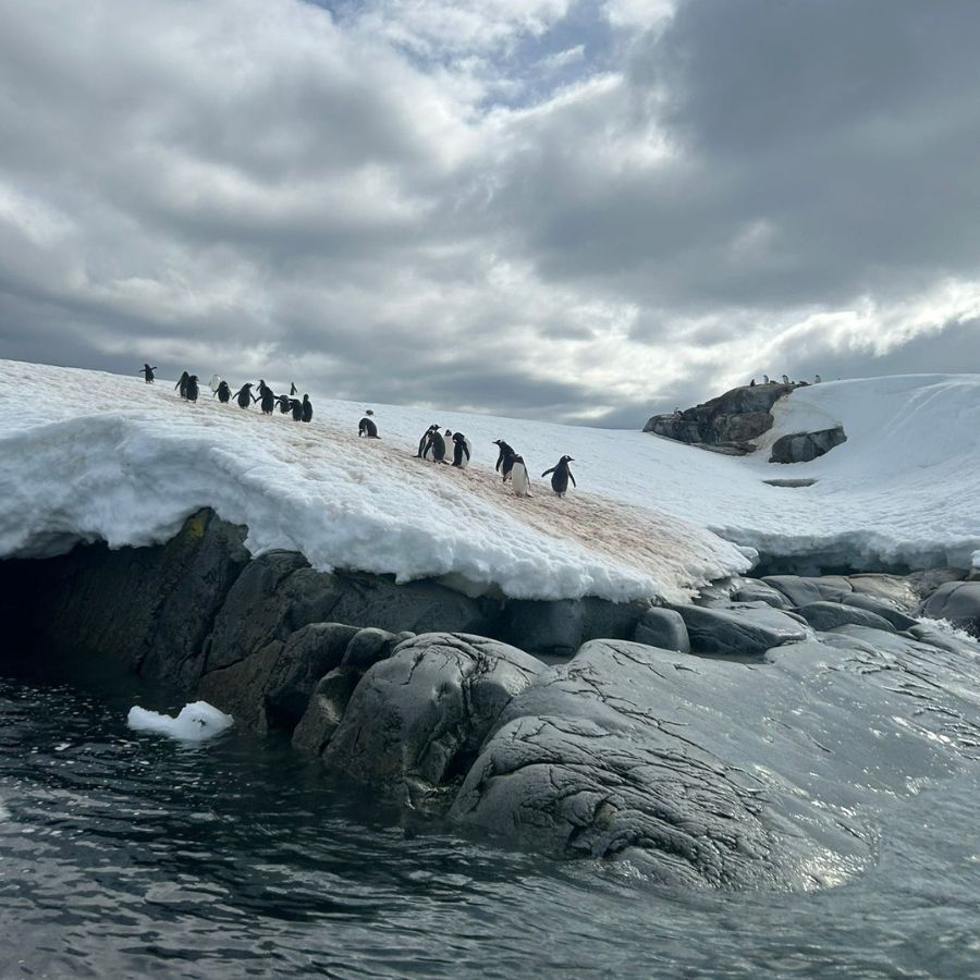 Penguins Antarctica cruise