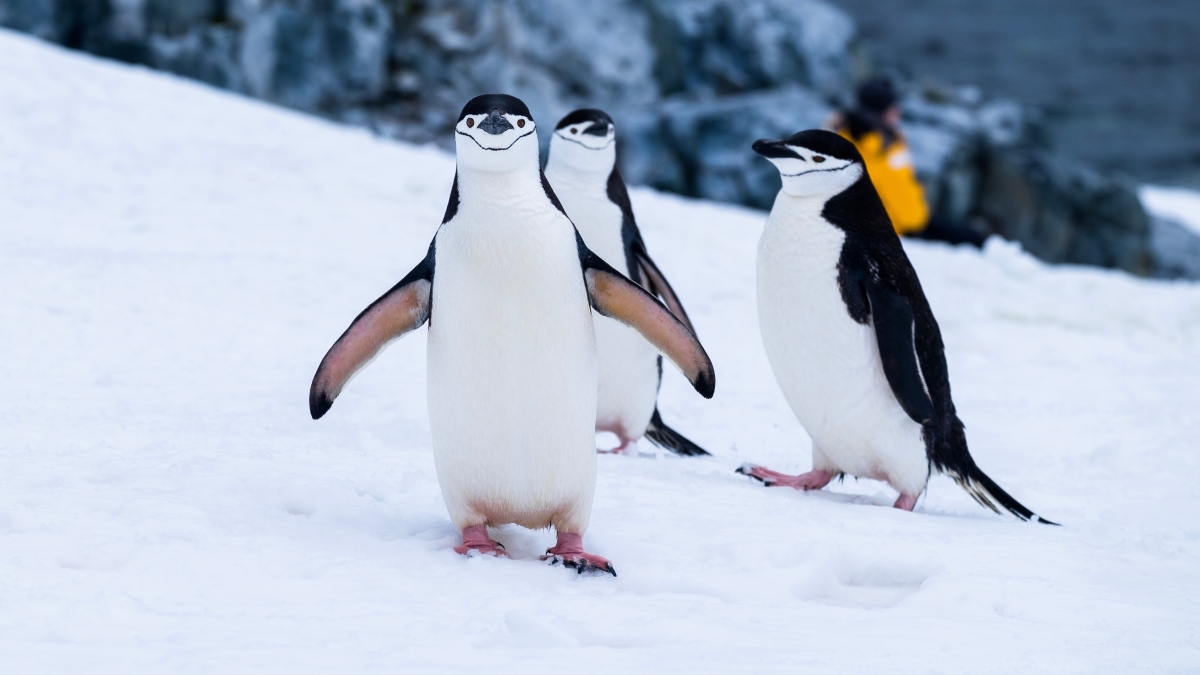 penguins-antarctic-expedition