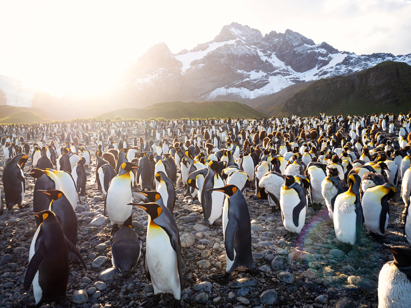 King Penguins in Antarctica