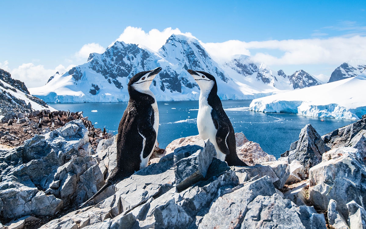 Penguins Antarctica