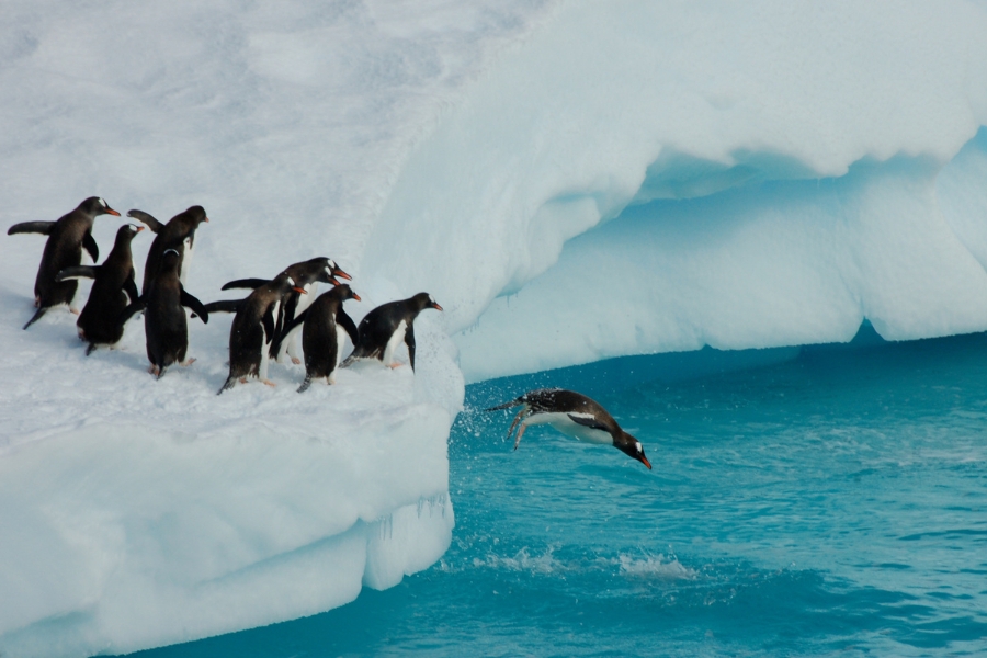 Penguins
