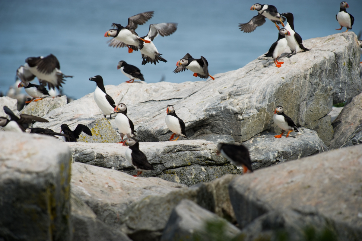 puffins-who-goes-on-expedition-cruise