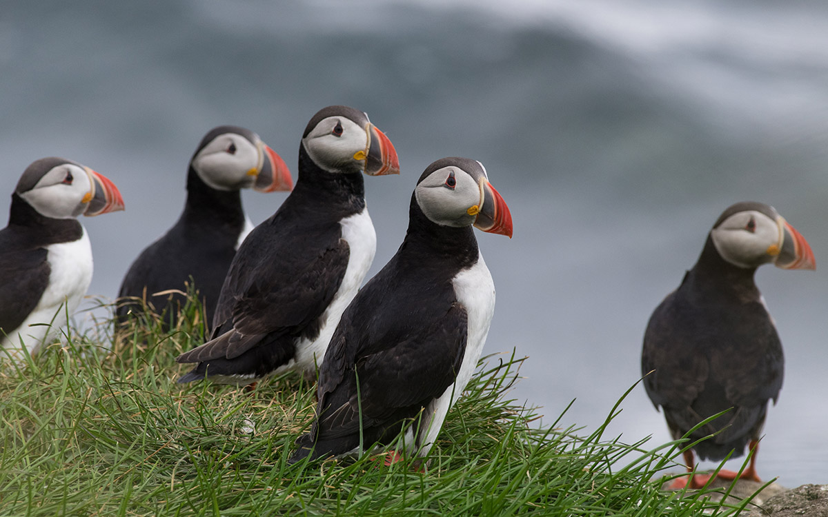 Puffins