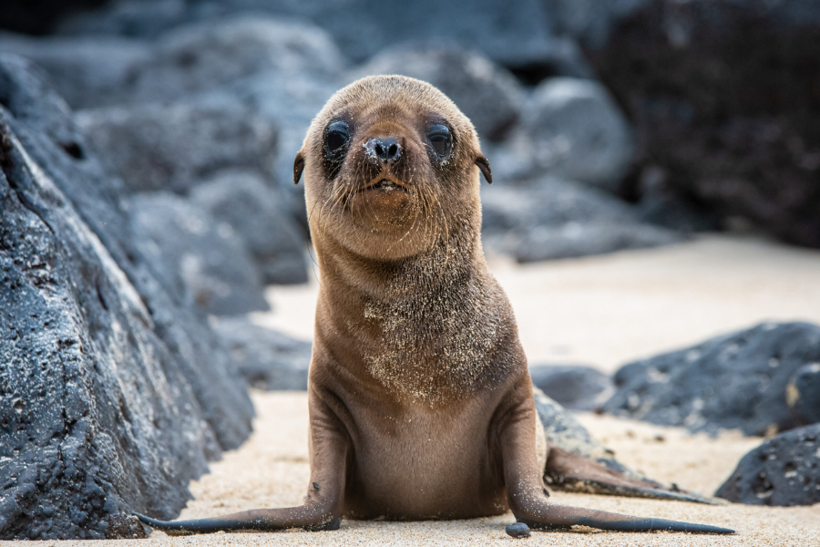 sea lion