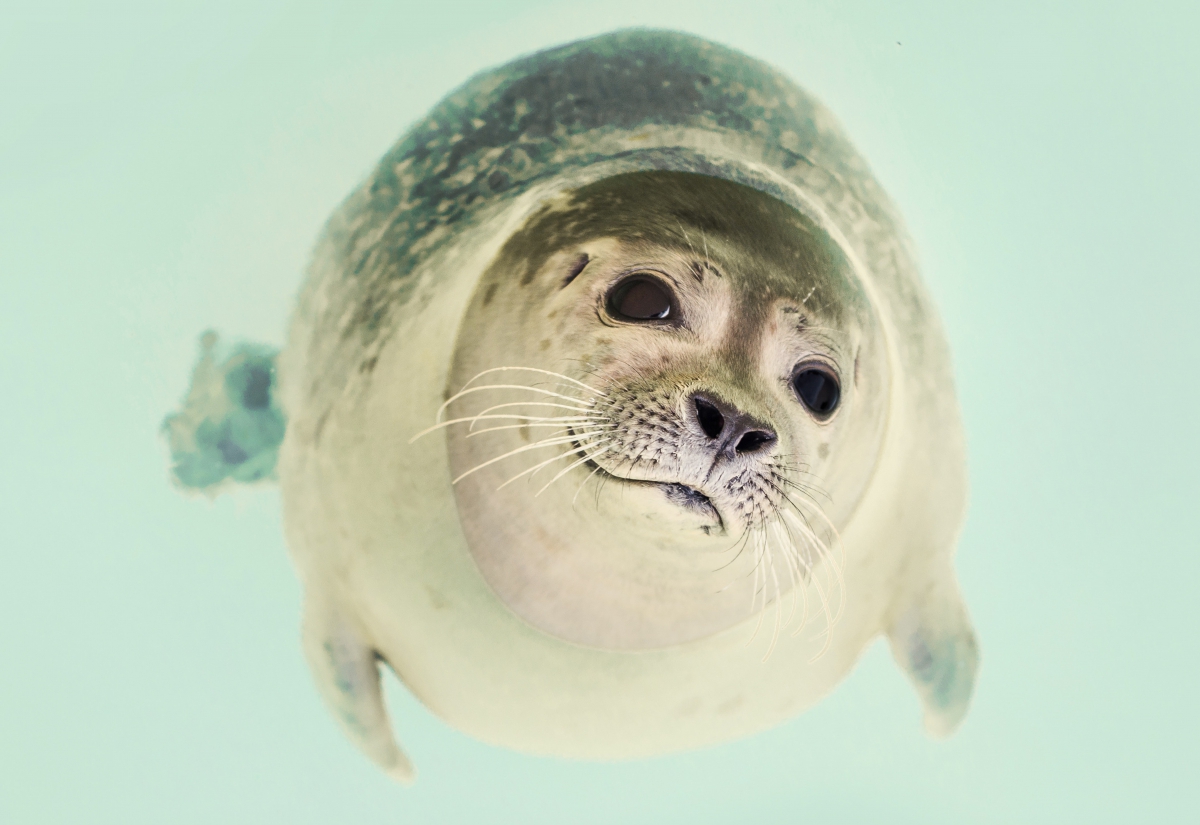 Seal