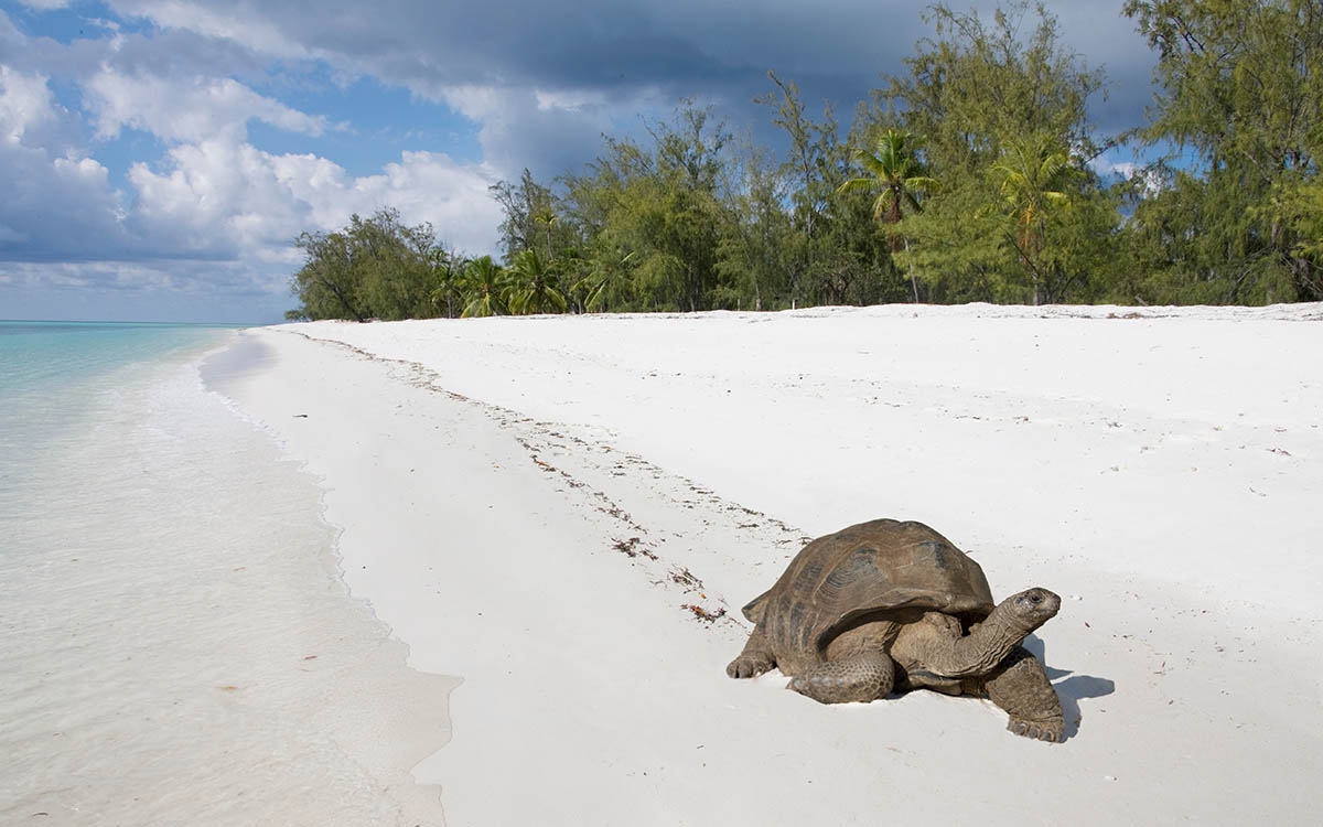 Seychelles Giant Tortoise