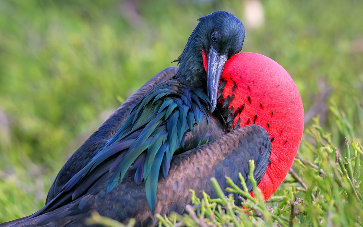 Seychelles Wildlife