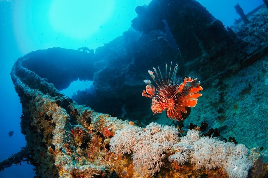 Shipwreck, Egypt