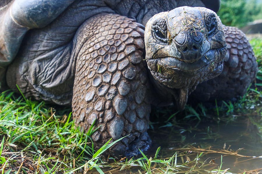 Galapagos Tortoise