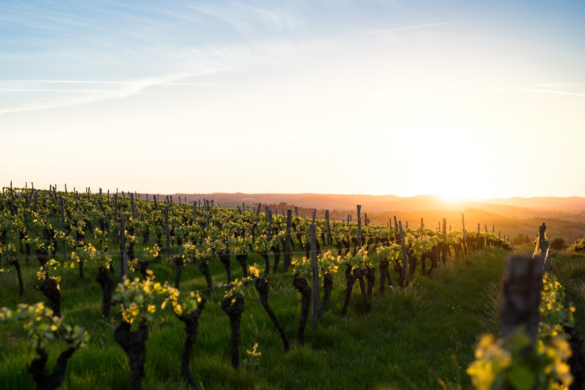 Vineyard, Southern France