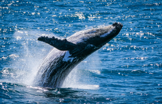 Whale Antarctica