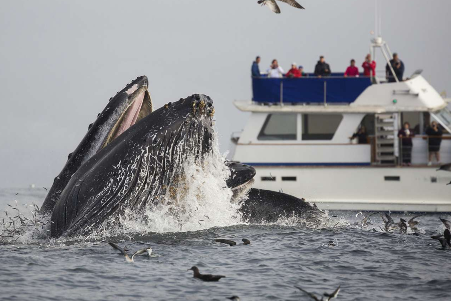 whale watching