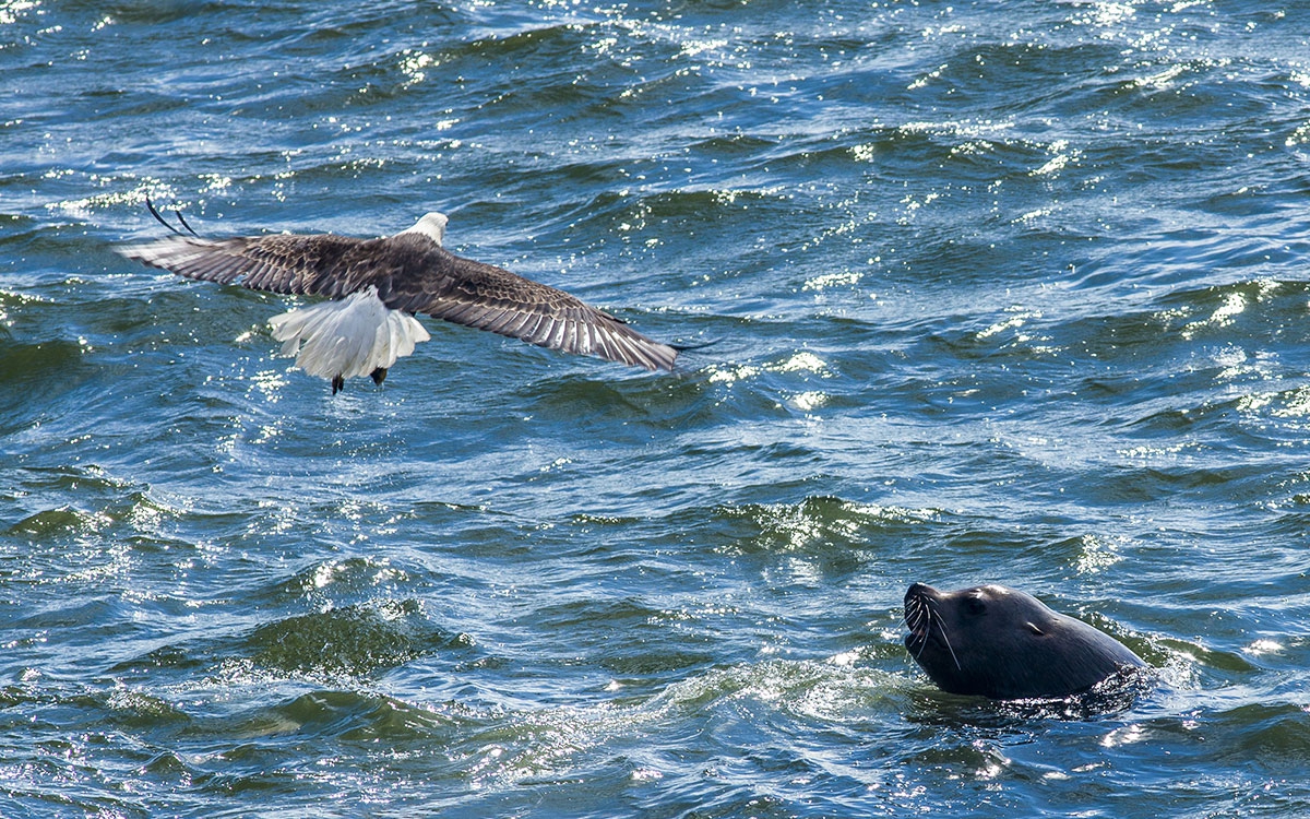 Eagle and Seal